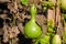 Small green organic calabash,Â bottle gourd, orÂ white-flowered gourd plant Lagenaria siceraria - also known as long melon